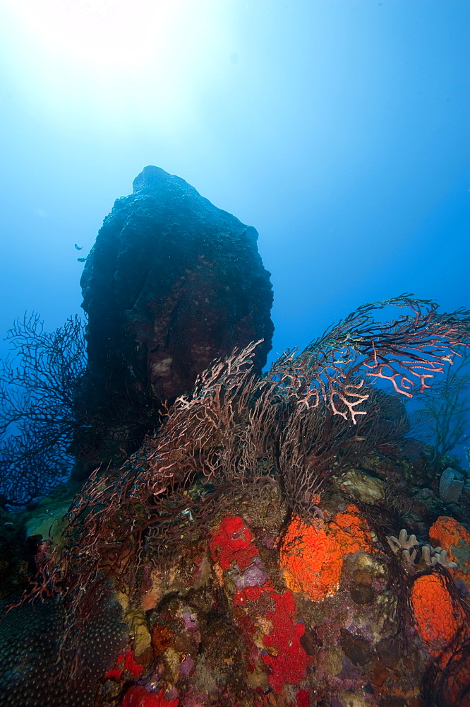 Reef scene, Dominica, West Indies, Caribbean, Central America