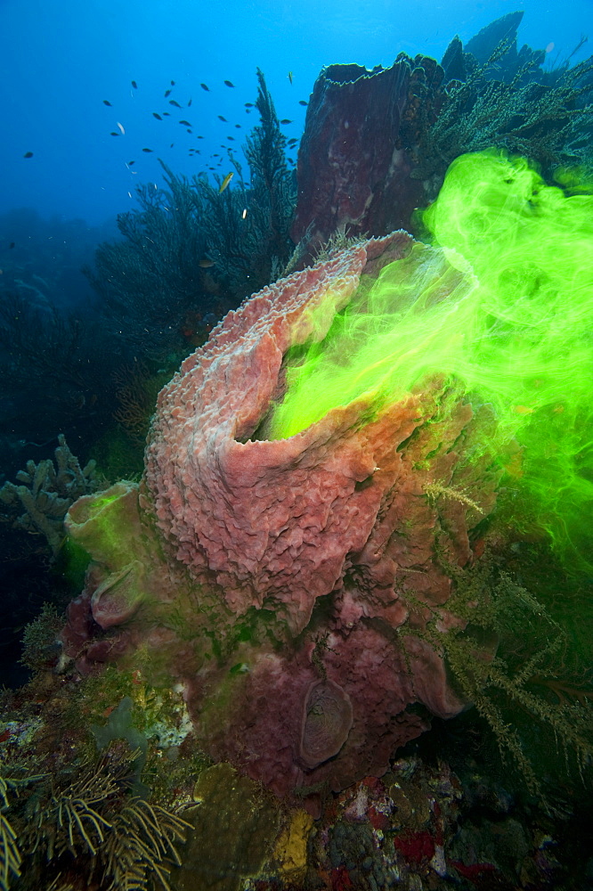 Giant sponge showing how it filters water with the use of dye, Dominica, West Indies, Caribbean, Central America