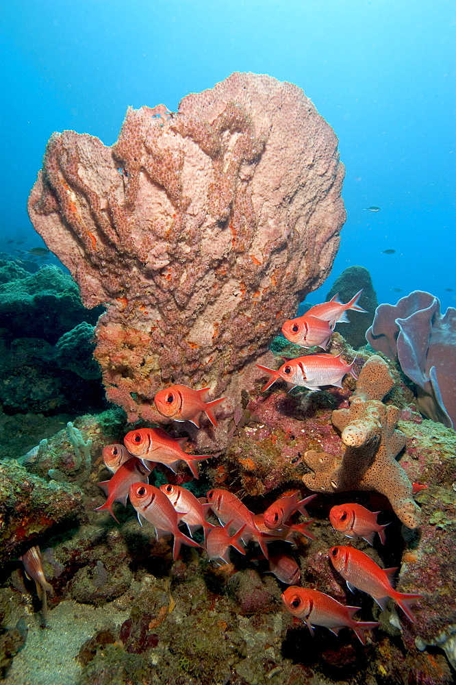 School of blackbar soldierfish (Myripristis jacobus), Dominica, West Indies, Caribbean, Central America