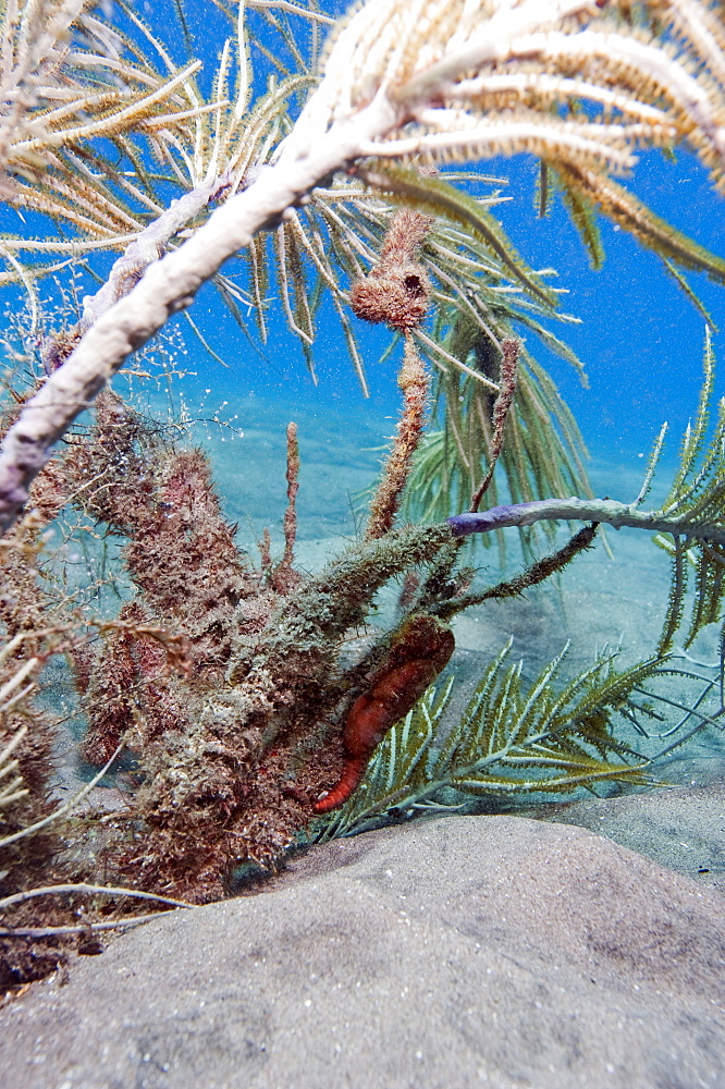 Longsnout seahorse (Hippocampus reidi), Dominica, West Indies, Caribbean, Central America