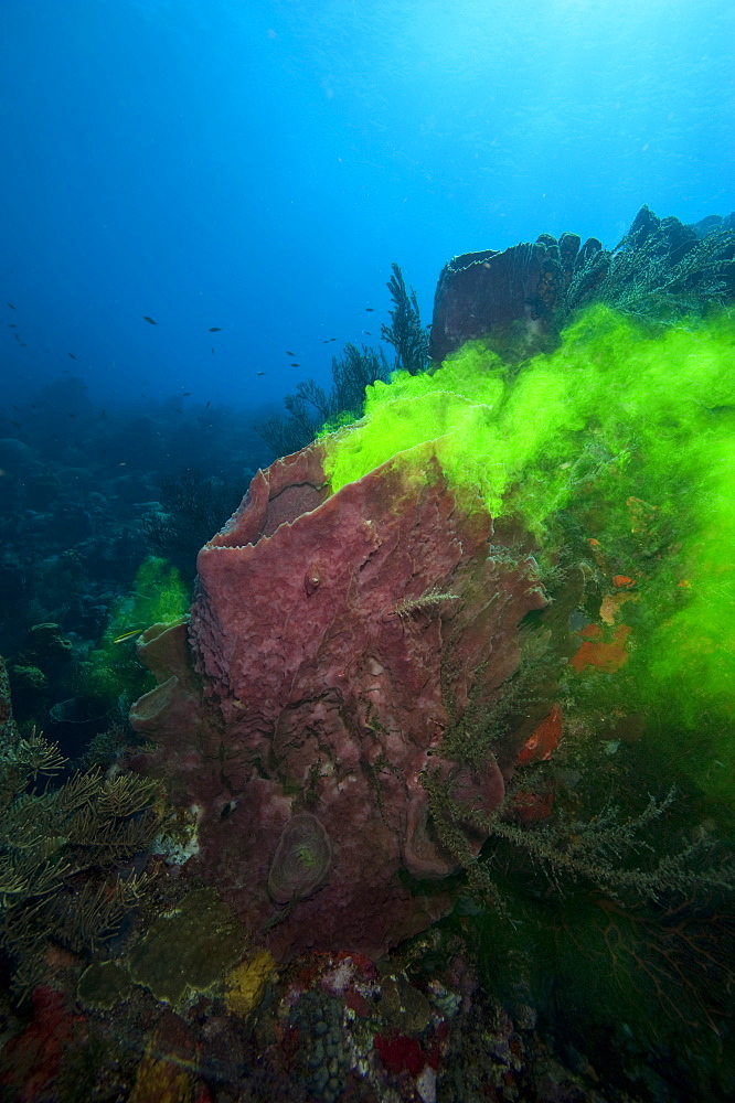 Giant sponge showing how it filters water with the use of dye, Dominica, West Indies, Caribbean, Central America