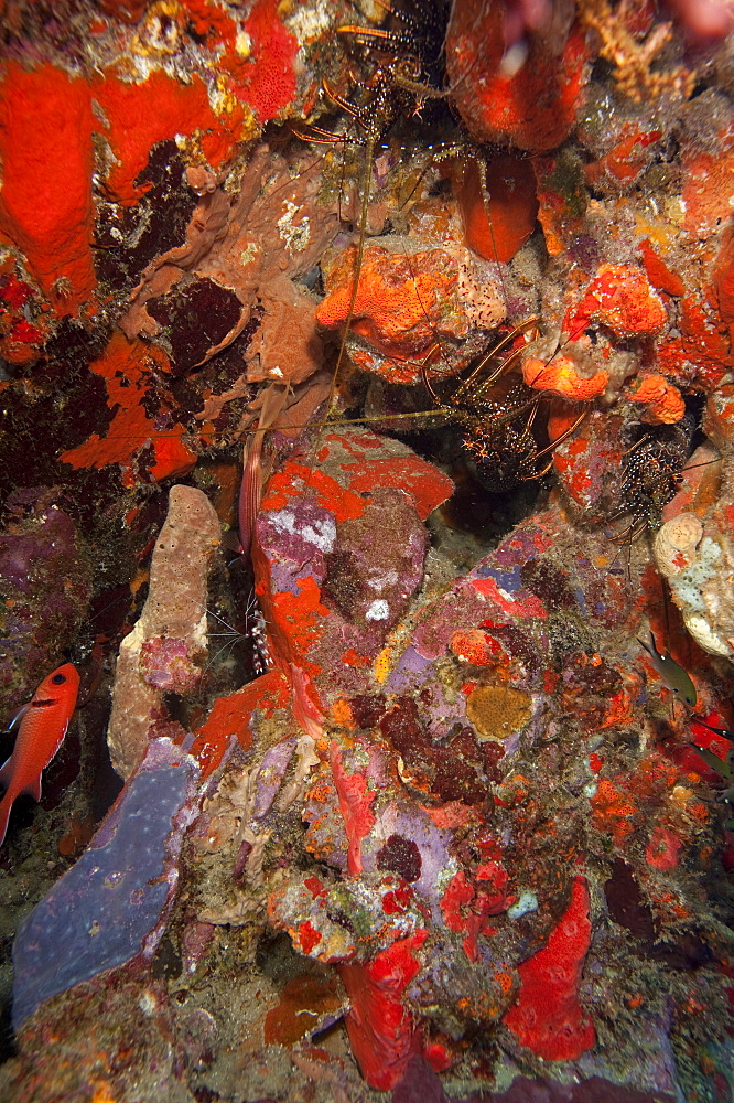 Caribbean lobster in coral wall, Dominica, West Indies, Caribbean, Central America