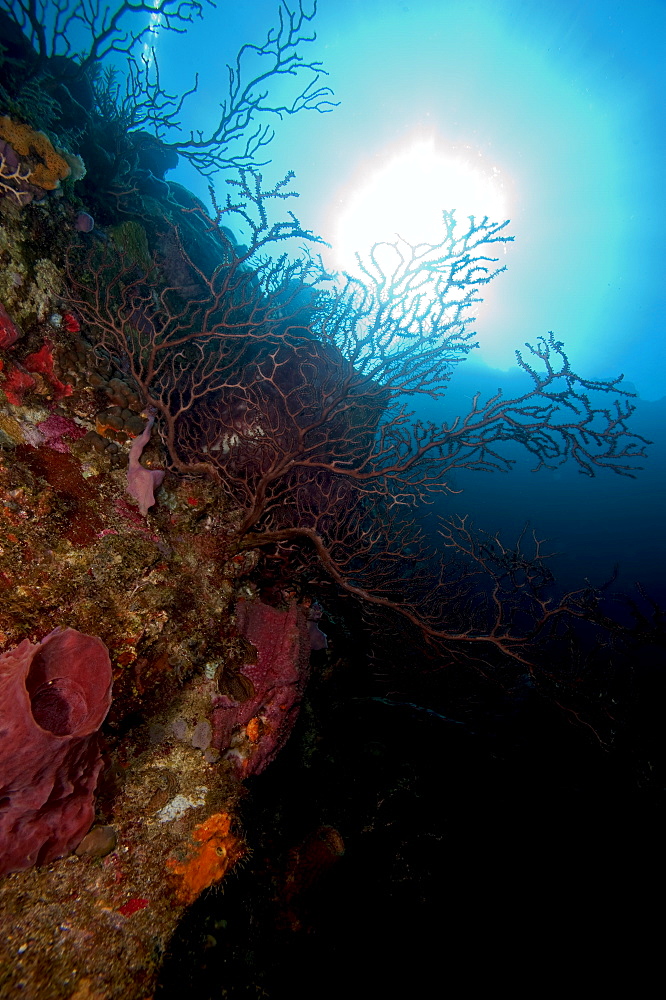 Reef scene, Dominica, West Indies, Caribbean, Central America