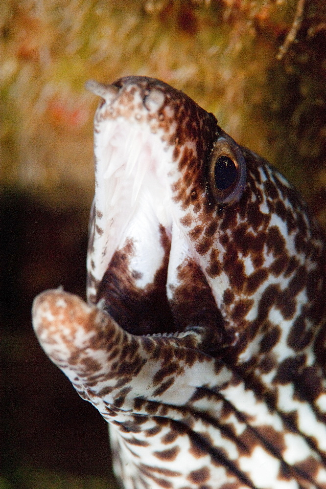 Spotted moray eel (Gymnothorax moringa), Dominica, West Indies, Caribbean, Central America