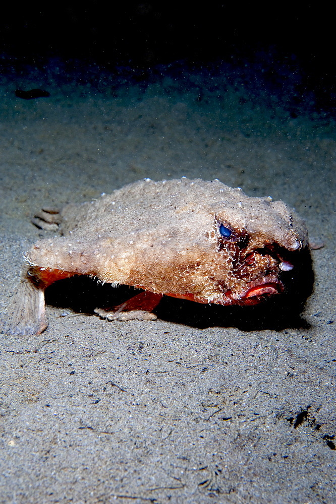 A rare longnose walking batfish (Ogcocephalus corniger) that usually lives at depths to 300m, Dominica, West Indies, Caribbean, Central America