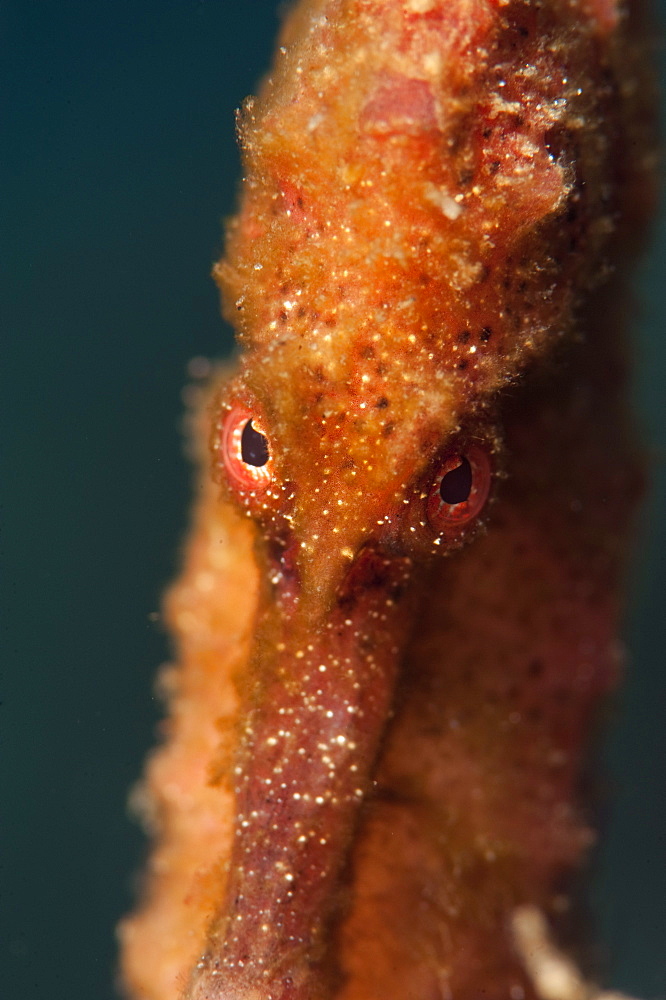 Longsnout seahorse (Hippocampus reidi), Dominica, West Indies, Caribbean, Central America