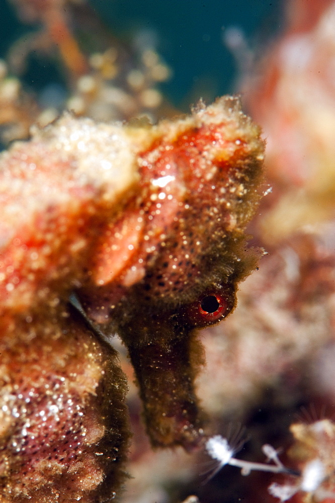 Longsnout seahorse (Hippocampus reidi), Dominica, West Indies, Caribbean, Central America