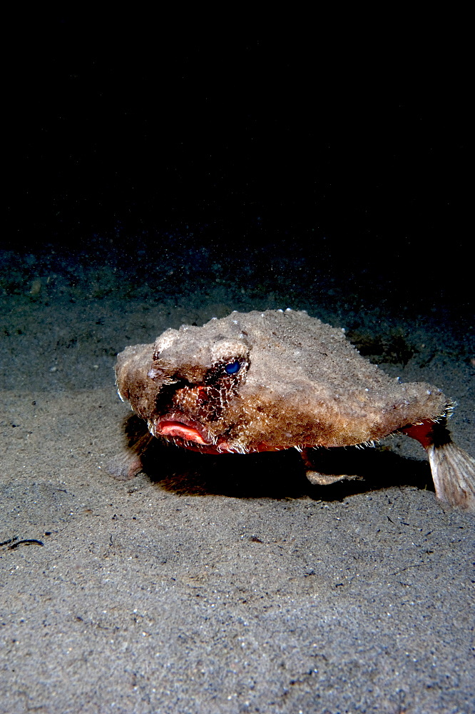 A rare longnose walking batfish (Ogcocephalus corniger) that usually lives at depths to 300m, Dominica, West Indies, Caribbean, Central America