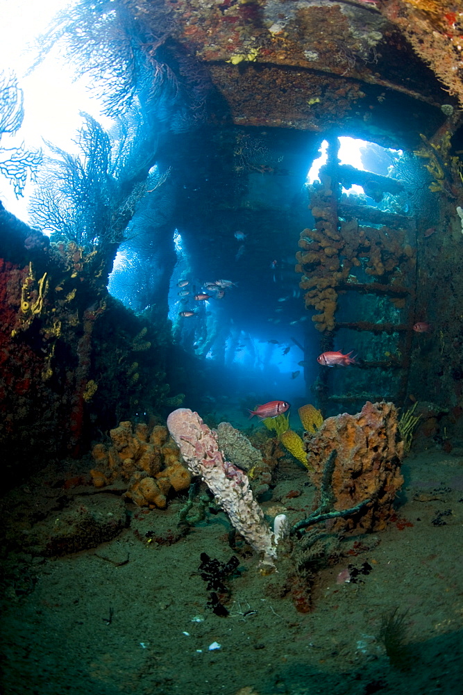 Coral growth inside the wreck of the Lesleen M freighter, sunk as an artificial reef in 1985 in Anse Cochon Bay, St. Lucia, West Indies, Caribbean, Central America