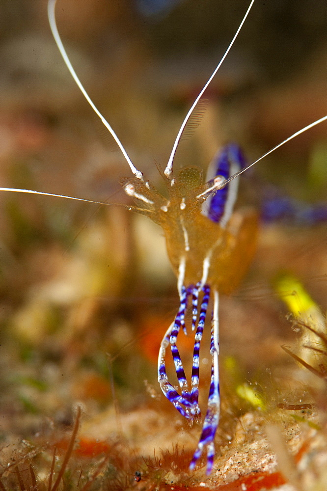 Pederson shrimp (Periclimenes pedersoni), Dominica, West Indies, Caribbean, Central America