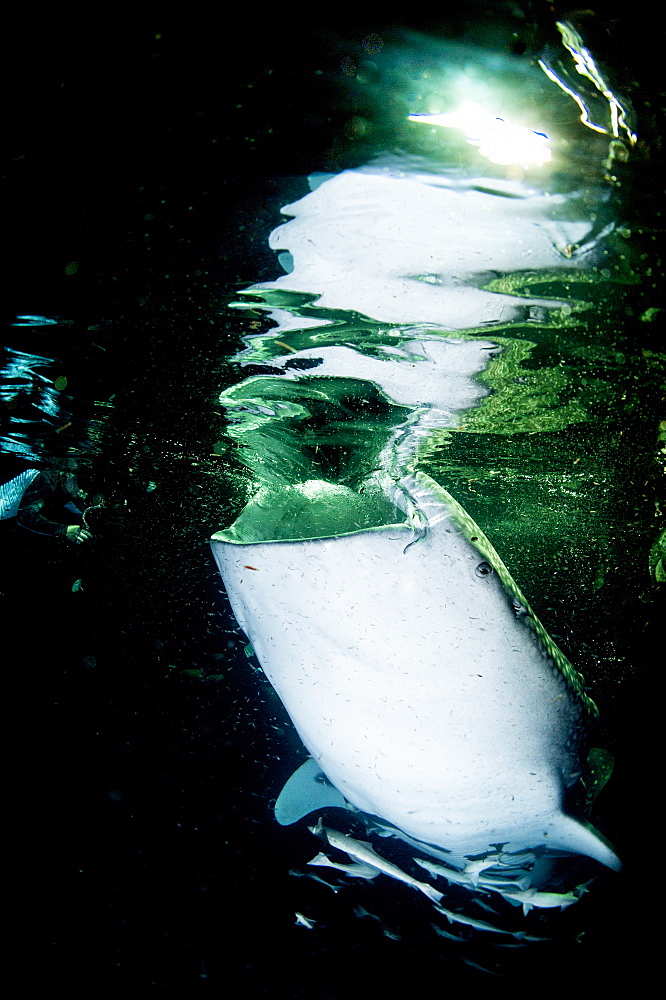 Whale shark (Rhincodon typus) feeding at night, Maldives, Indian Ocean, Asia