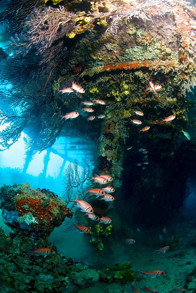 Coral growth inside the wreck of the Lesleen M freighter, sunk as an artificial reef in 1985 in Anse Cochon Bay, St. Lucia, West Indies, Caribbean, Central America