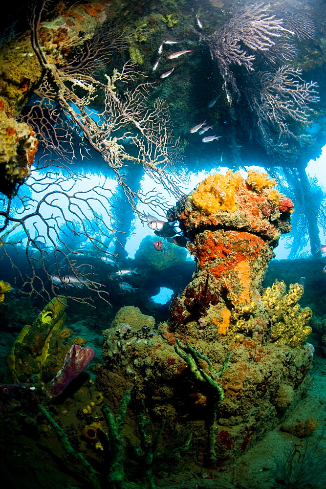 Coral growth inside the wreck of the Lesleen M freighter, sunk as an artificial reef in 1985 in Anse Cochon Bay, St. Lucia, West Indies, Caribbean, Central America