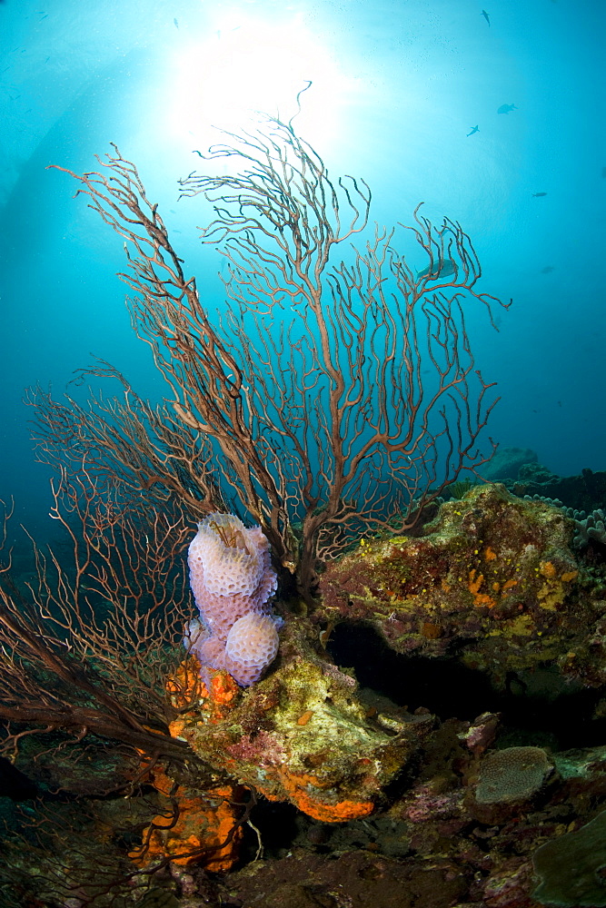 Reef scene with fan coral and vase sponge, St. Lucia, West Indies, Caribbean, Central America