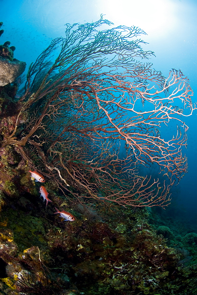 Reef scene with sea fan, St. Lucia, West Indies, Caribbean, Central America