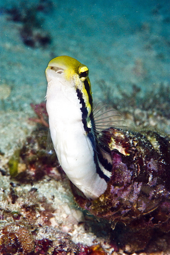 Shorthead fangblenny (Petroscirtes breviceps), inside a coral encrusted bottle, Philippines, Southeast Asia, Asia