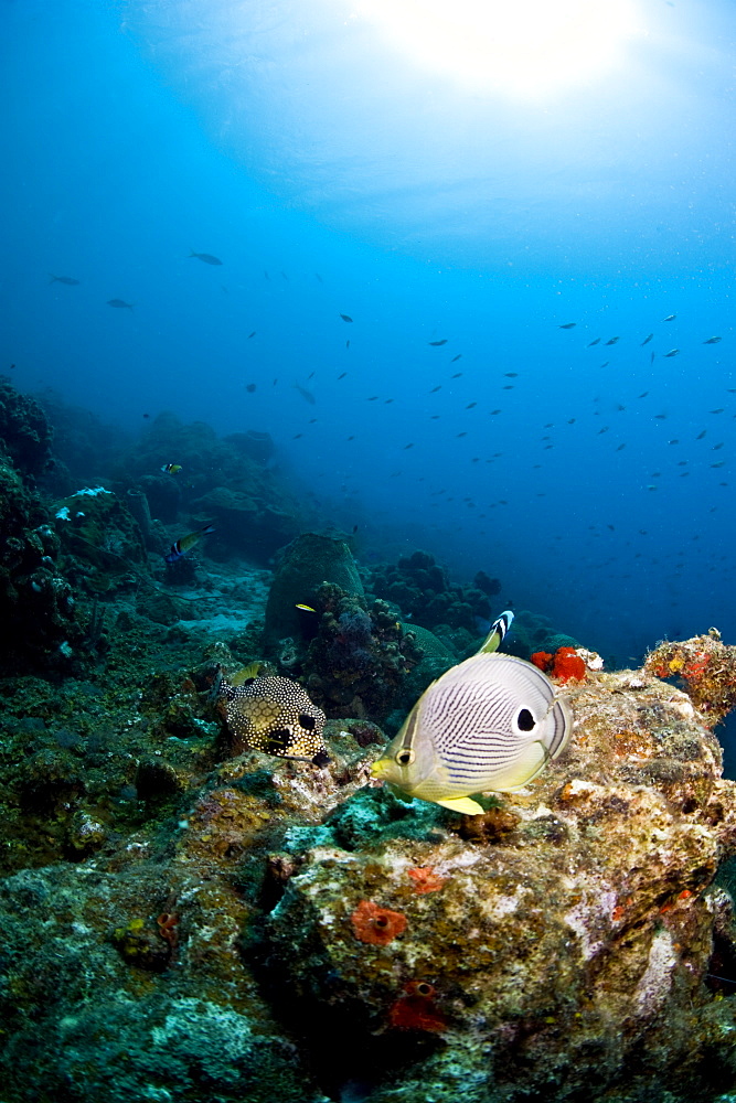 Smooth trunkfish (Lactophrys triqueter), and foureye butterflyfish (Chaetodon capistratus), St. Lucia, West Indies, Caribbean, Central America