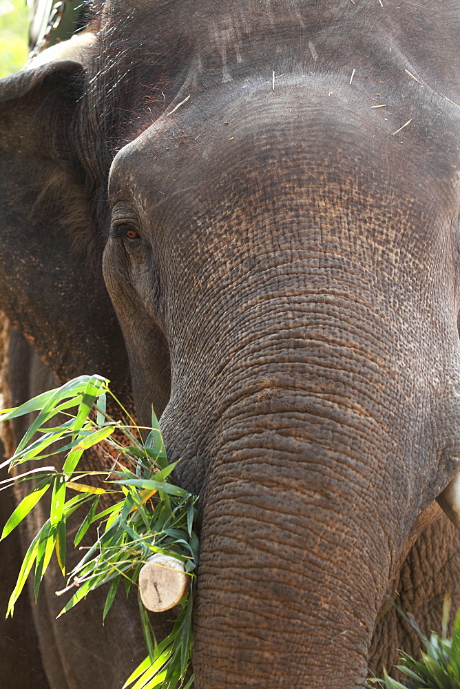 Indian elephant (Elephas maximus indicus), Bandhavgarh National Park, Madhya Pradesh, India, Asia 