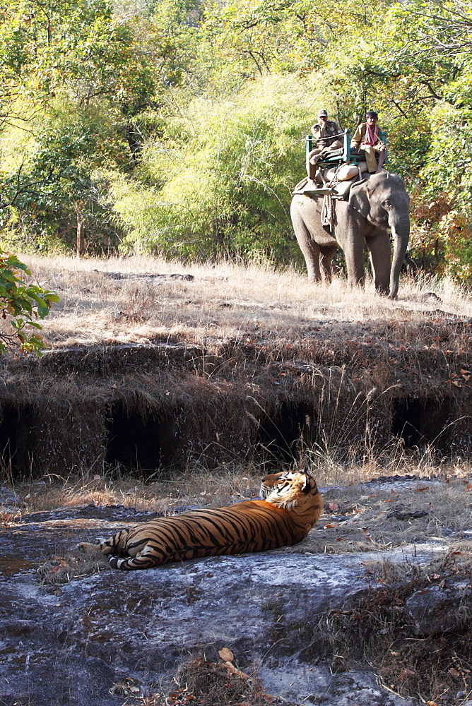 Bengal tiger, Panthera tigris tigris, Bandhavgarh National Park, Madhya Pradesh, India