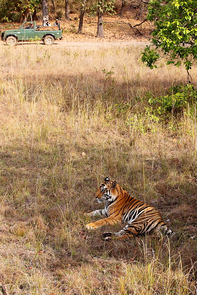 Wild Bengal tiger (Panthera tigris tigris), Bandhavgarh Tiger Reserve, Madhya Pradesh, India, Asia