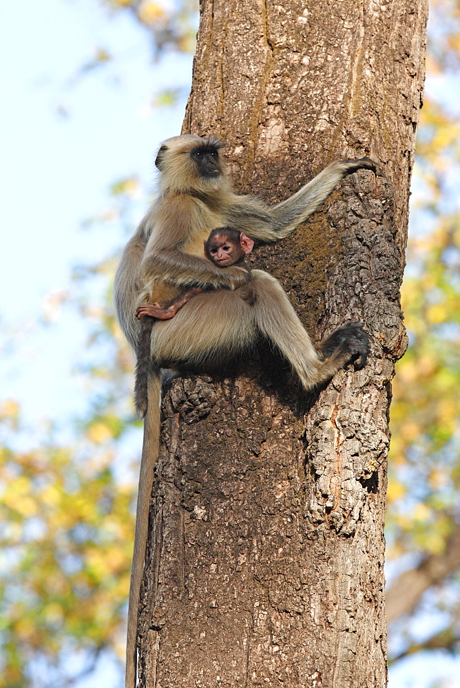 Gray langur (Hanuman langur) (Semnopithecus hector), Bandhavgarh National Park, Madhya Pradesh, India, Asia 