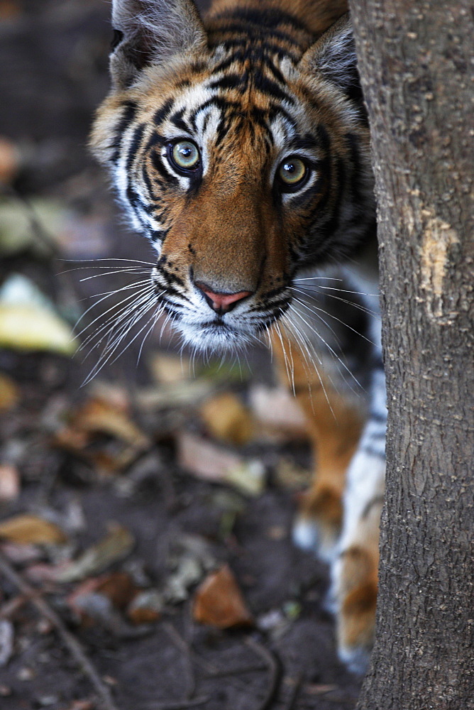 Bengal tiger, Panthera tigris tigris, Bandhavgarh National Park, Madhya Pradesh, India