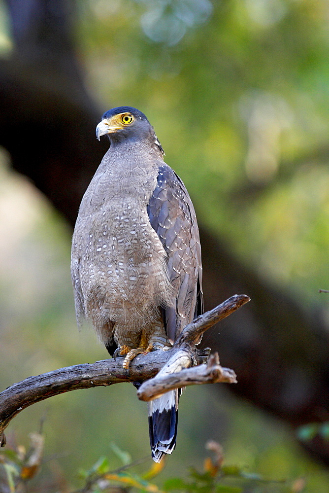 Crested serpent-eagle (Spilornis cheela), Bandhavgarh National Park, Madhya Pradesh, India, Asia 