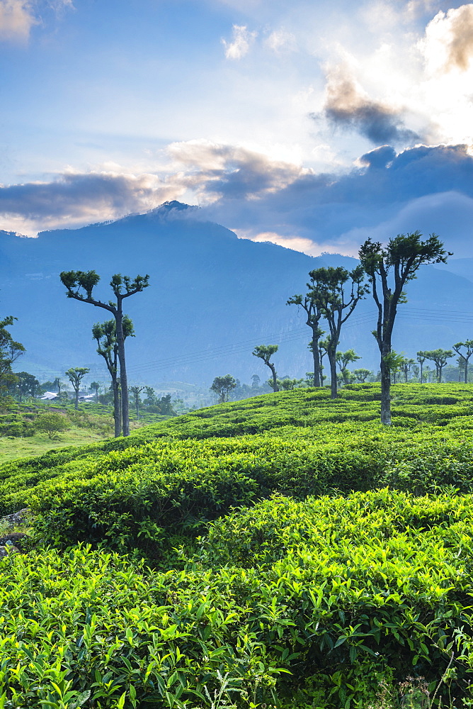 Sunrise over tea plantations, Haputale, Sri Lanka Hill Country, Sri Lanka, Asia 