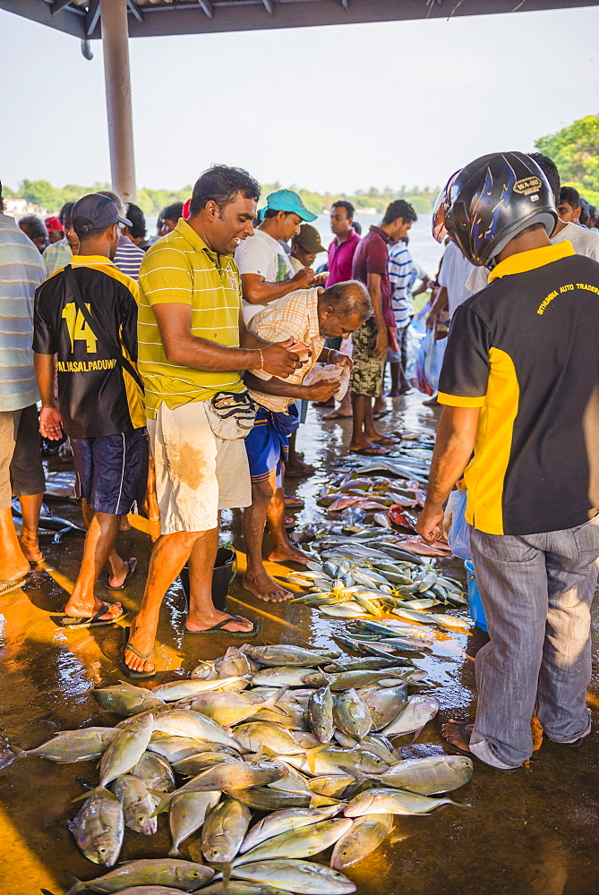 Fish for sale at Negombo fish market (Lellama fish market), Negombo, West Coast, Sri Lanka, Asia 