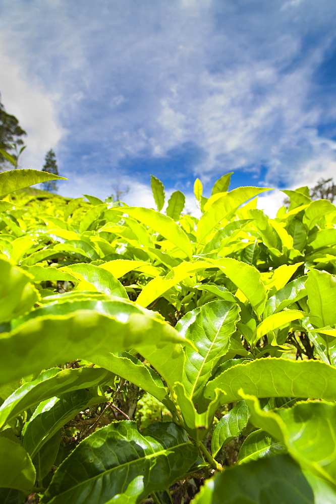 Tea plantation close up in Cameron Highlands, Malaysia, Southeast Asia, Asia