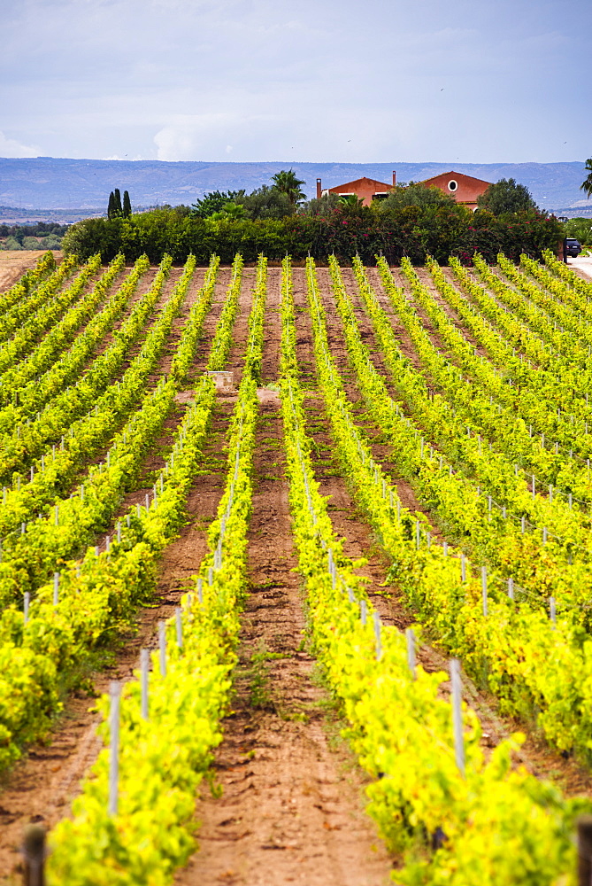 Vineyard at a winery near Noto, South East Sicily, Italy, Europe 