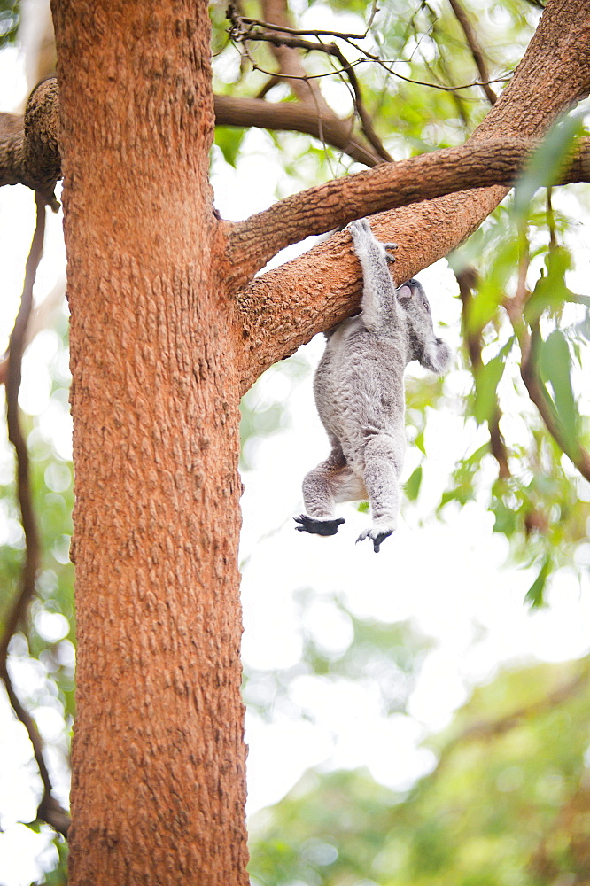 Koala Bear (Phascolarctos cinereus) at Port Macquarie Koala Bear Hospital, New South Wales, Australia, Pacific