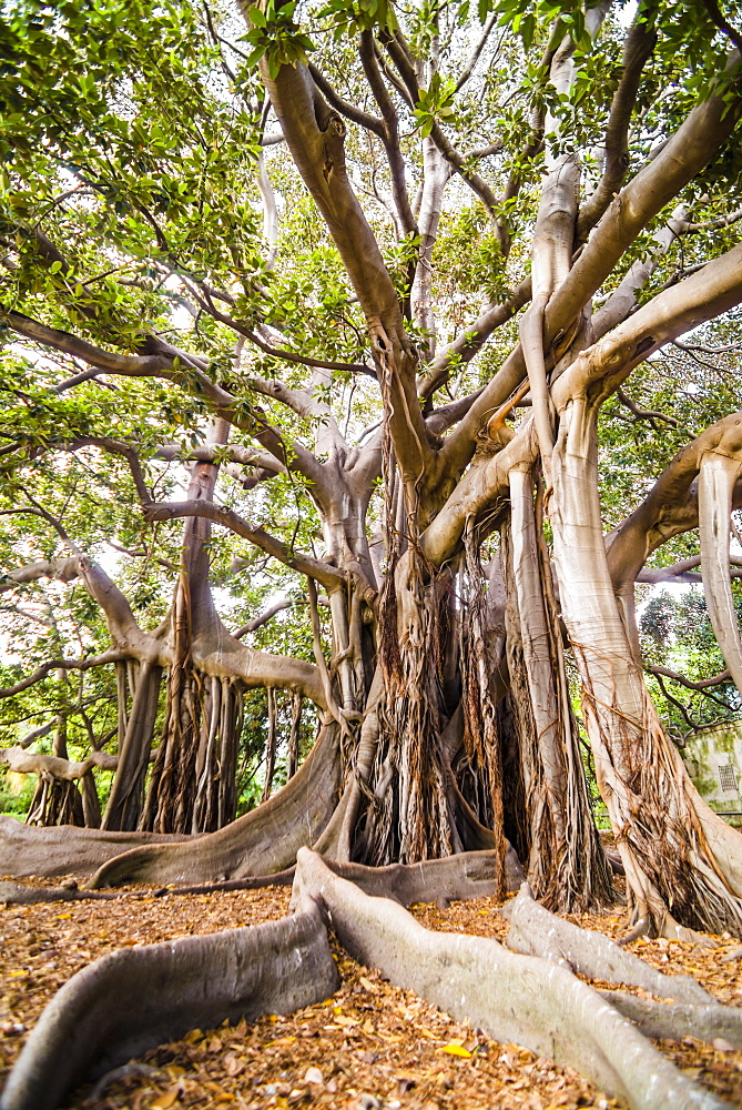 Large twisted roots of a Moreton Bay fig tree (banyan tree) (Ficus macrophylla), Palermo Botanical Gardens, Palermo, Sicily, Italy, Europe 