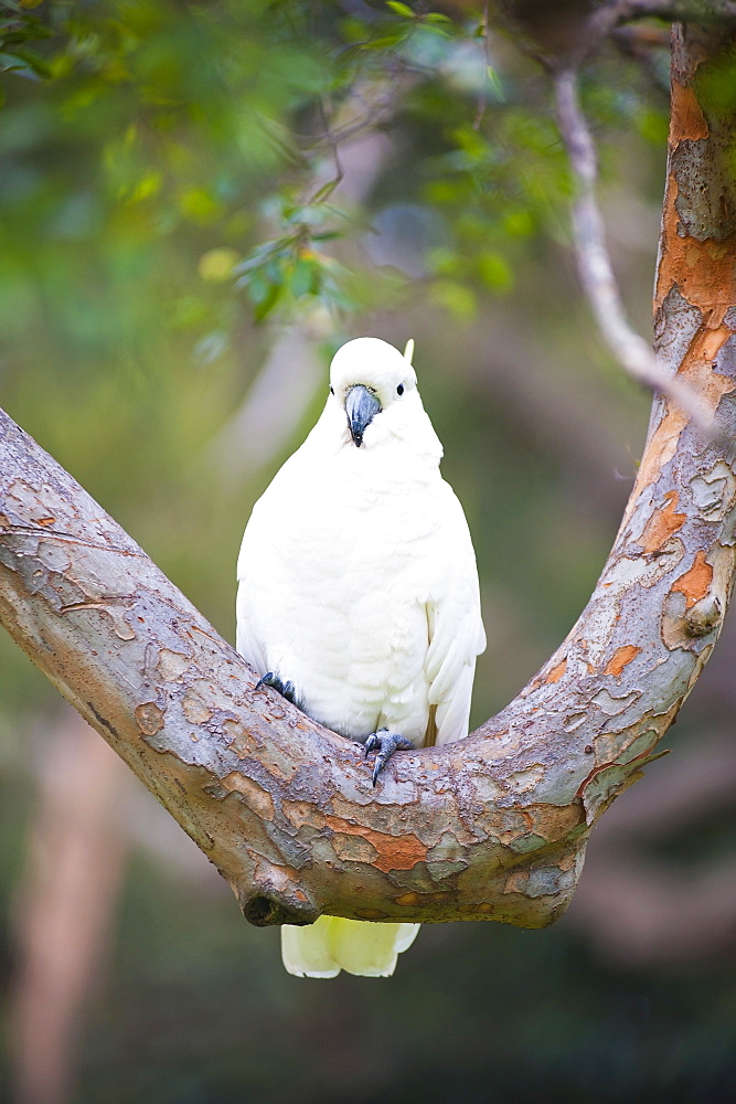 Sulphur-crested cockatoo (Cacatua galerita) in Sydney Botanic Gardens,Sydney, New South Wales, Australia, Pacific