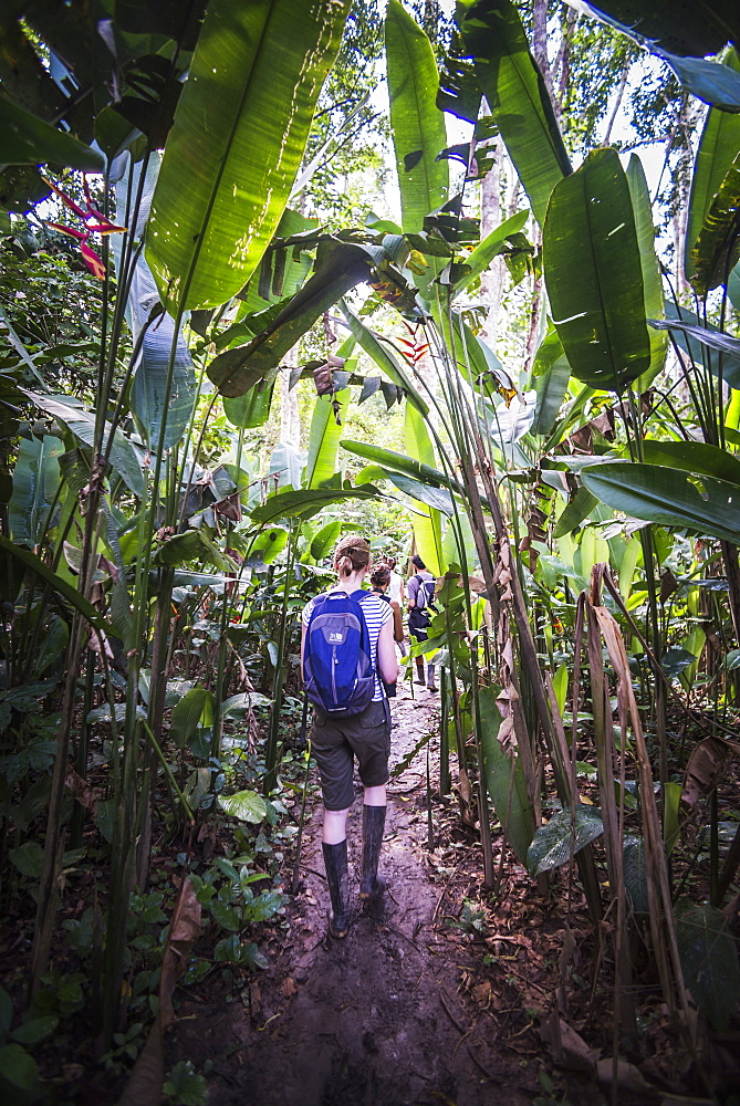 Amazon Jungle trek on Monkey Island (Isla de los Monos), Tambopata National Reserve, Peru, South America