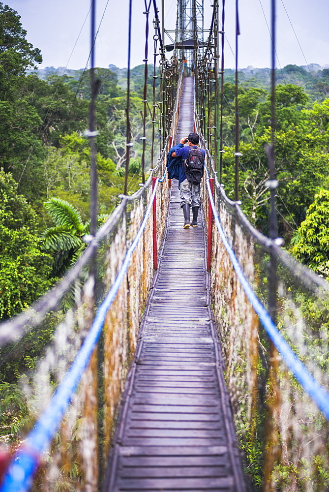 Jungle Canopy Walk in Amazon Rainforest at Sacha Lodge, Coca, Ecuador, South America