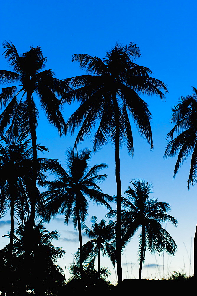 Palm trees silhouetted at night, Sengiggi Beach, Lombok, Indonesia, Southeast Asia, Asia