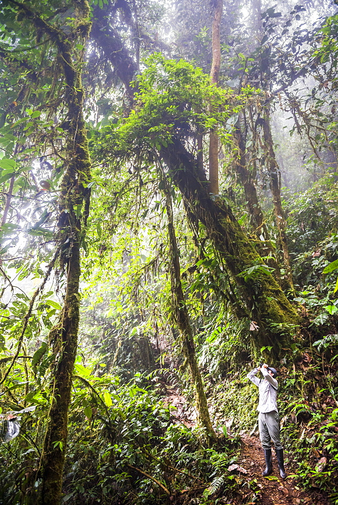 Bird watching in the Choco Rainforest, and area of Cloud Forest in the Pichincha Province, Ecuador, South America