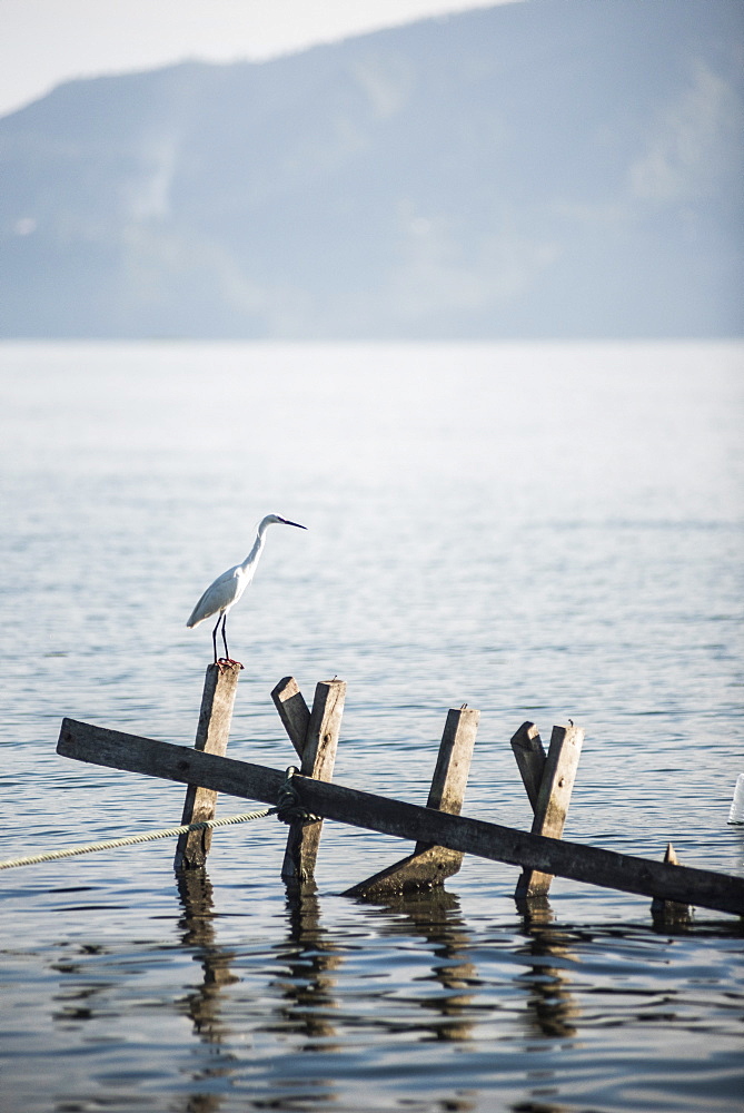 White heron, Lake Toba (Danau Toba), North Sumatra, Indonesia, Southeast Asia, Asia