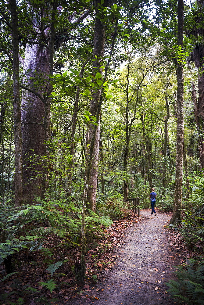 Tourist exploring Waipoua Kauri Forest, Northland Region, North Island, New Zealand, Pacific