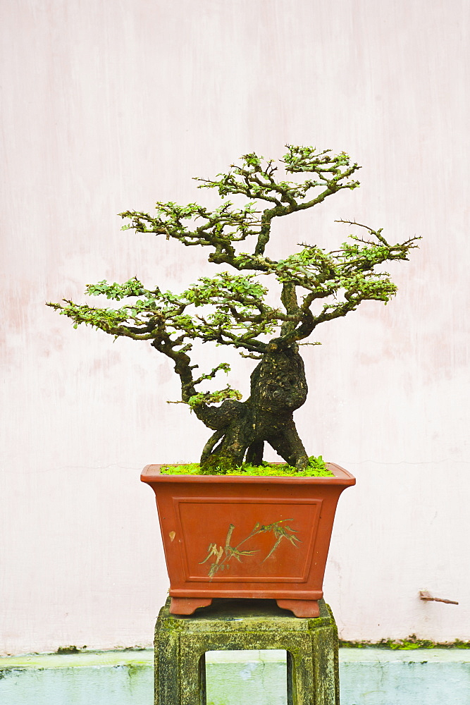 Close-up of a bonzai tree at Thien Mu Pagoda, Hue, Vietnam, Indochina, Southeast Asia, Asia