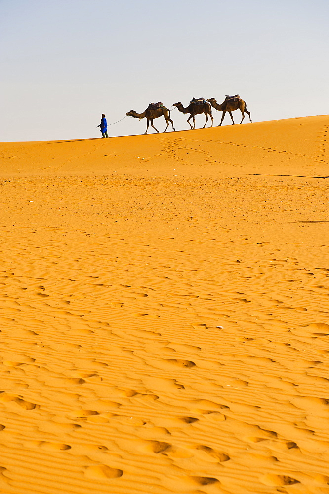 Camel caravan in Erg Chebbi Desert, Sahara Desert near Merzouga, Morocco, North Africa, Africa 