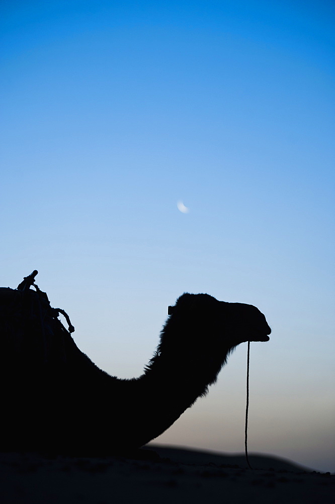 Camel silhouetted below the moon at night, Erg Chebbi Desert, Sahara Desert near Merzouga, Morocco, North Africa, Africa 