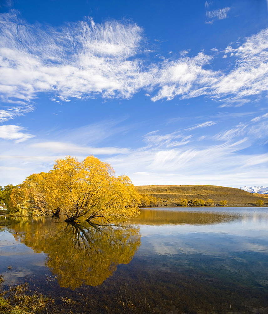 Golden autumn tree reflection in still morning water, Lake Alexandrina, Southern Lakes, Otago Region, South Island, New Zealand, Pacific