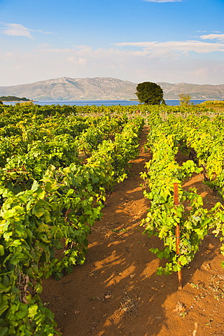 Vineyard, Lumbarda, Korcula Island, Dalmatian Coast, Adriatic, Croatia, Europe 