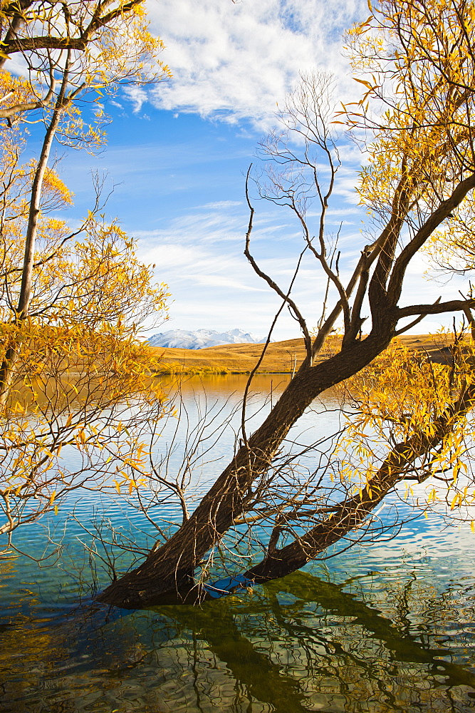 Snow capped mountains and autumn trees, Lake Alexandrina, Canterbury Region, South Island, New Zealand, Pacific 