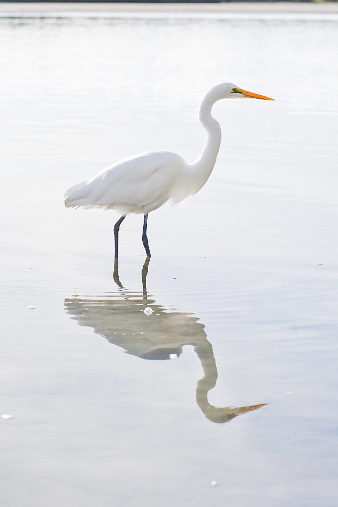 Eastern great egret (Ardea alba modesta), a white heron at Okarito Lagoon, West Coast, South Island, New Zealand, Pacific 