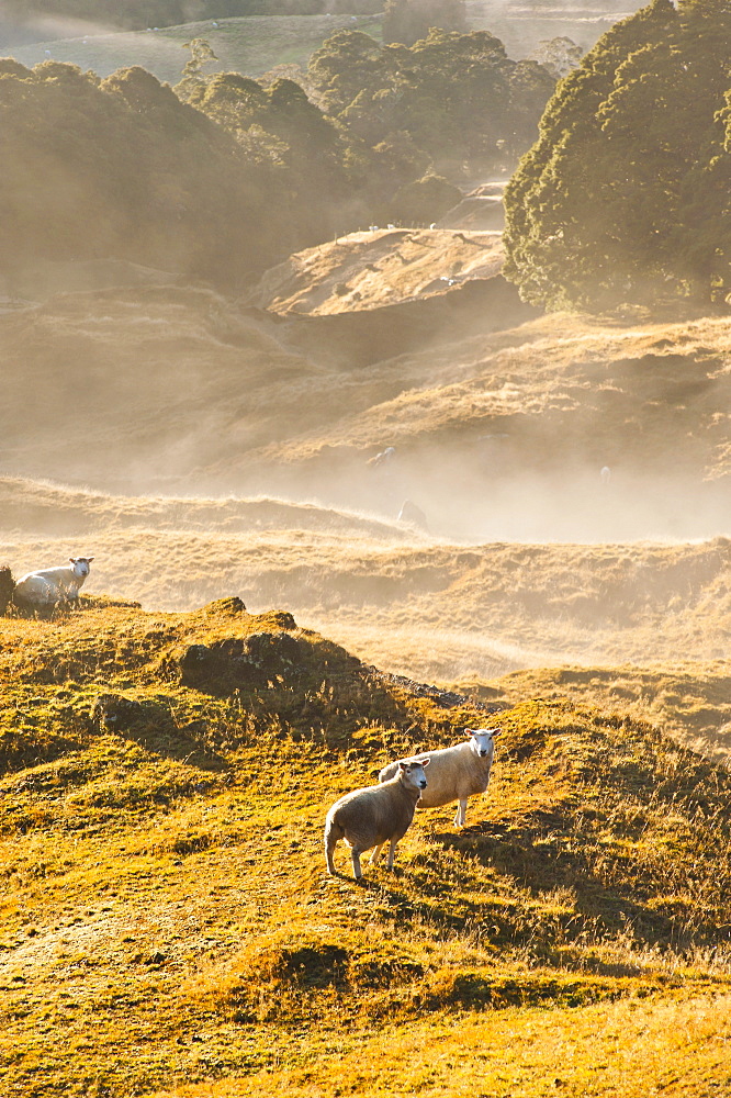 Canaan Downs Scenic Reserve at sunrise, Abel Tasman National Park, South Island, New Zealand, Pacific 