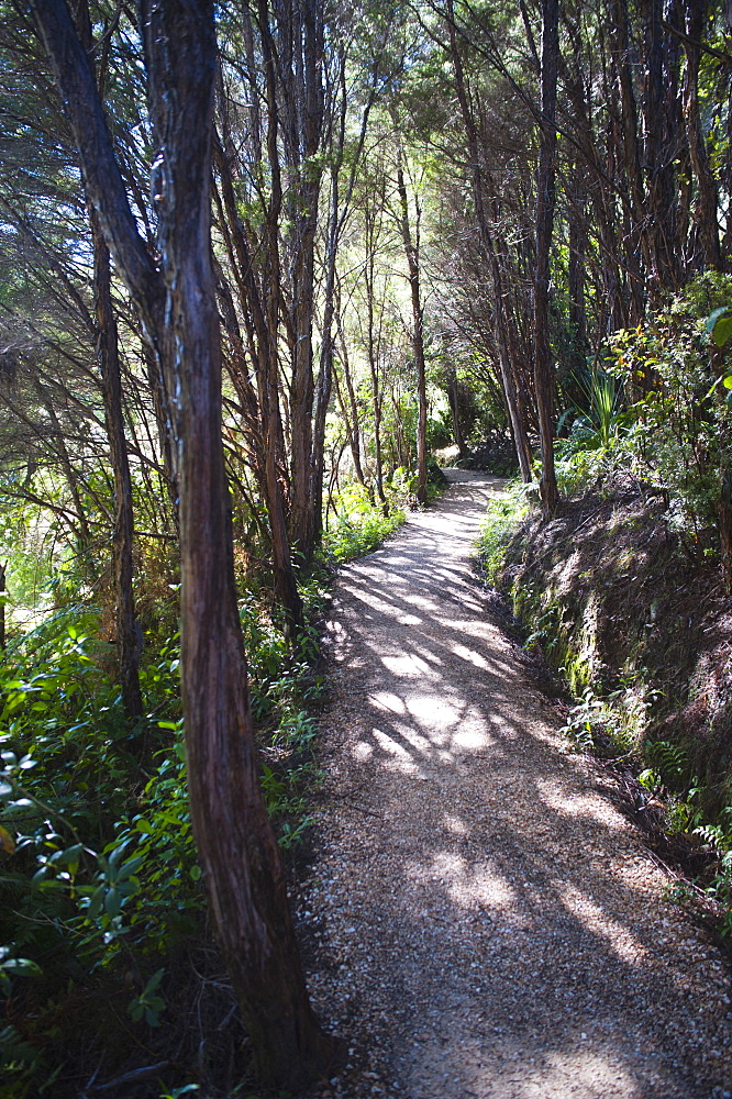 Forest path in the rainforest surrounding Pupu Springs (Te Waikoropupu Springs), Golden Bay, Tasman Region, South Island, New Zealand, Pacific 