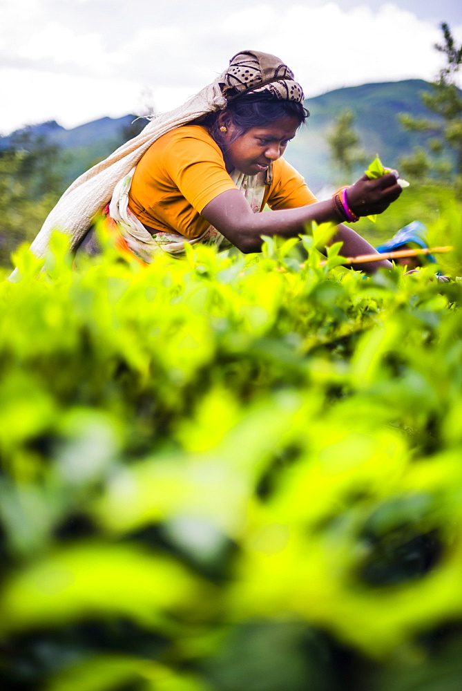 Tea picker in a tea plantation in the Hill Country, Central Highlands, Nuwara Eliya District of Sri Lanka, Asia